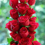 lanasss company Logo